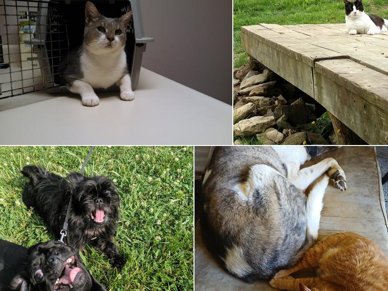 Rogersville Animal Hospital, Dr . Slaughters