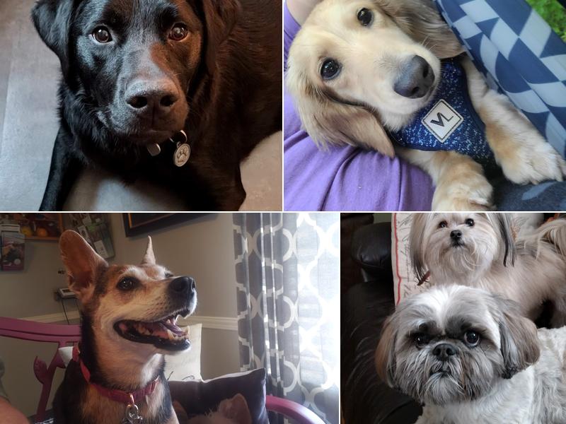 Dr. B's Healthy Pets