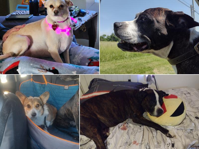 Animals West Veterinary Hospital - James Greer DVM