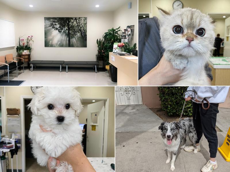 Shatto Veterinary Center