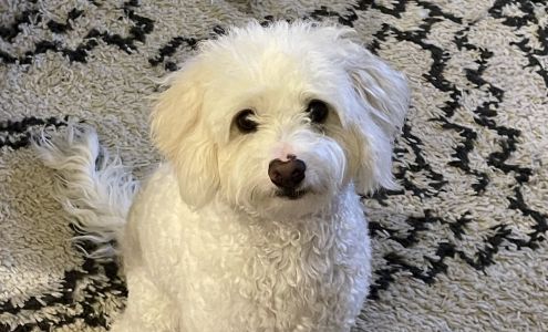 Hollywood Cat And Dog Hospital 1146 N La Brea Ave, Hollywood California 90038