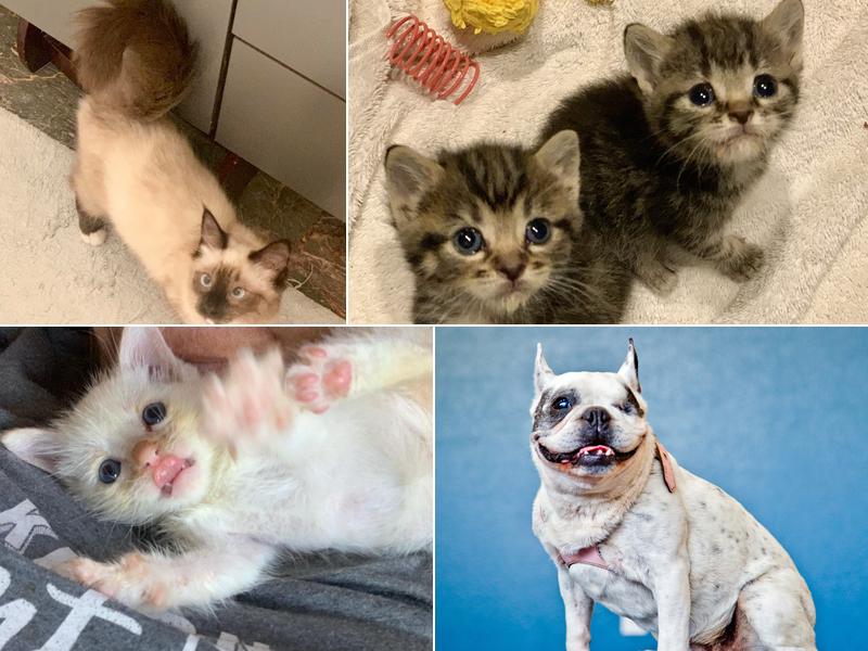 Shelter Island Veterinary Hospital