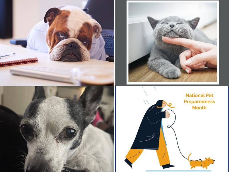 Lifetime Animal Care Center