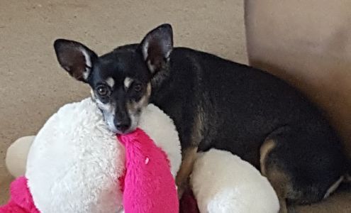 Mission Gorge Animal Hospital