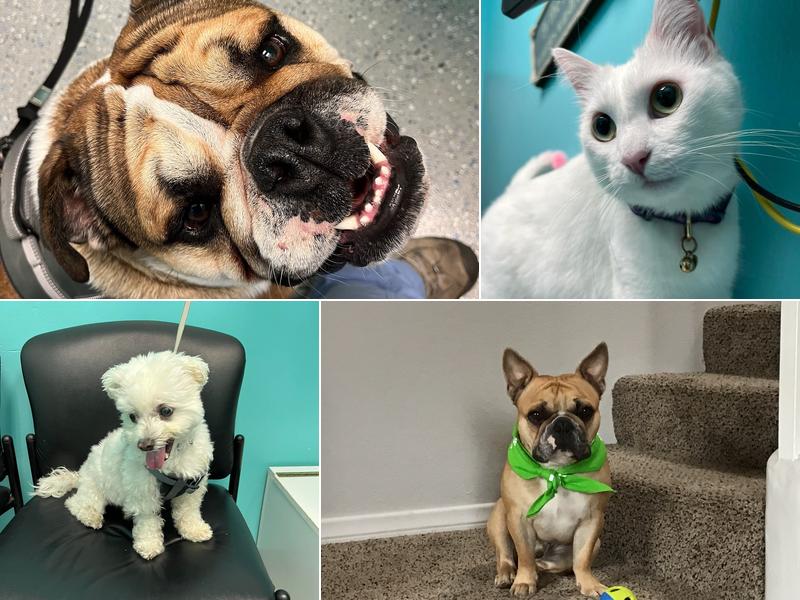 SeaCoast Veterinary Group