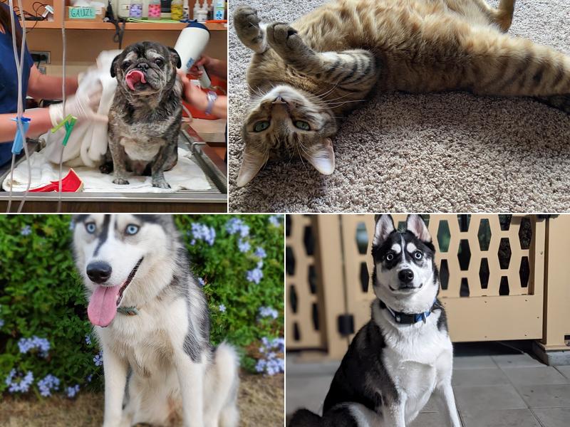 ELC Veterinary Clinic