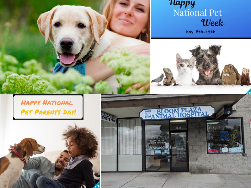 Bloom Plaza Animal Hospital