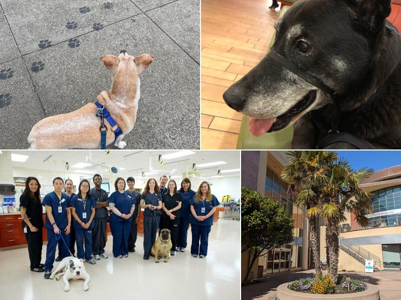 San Francisco SPCA Veterinary Hospital