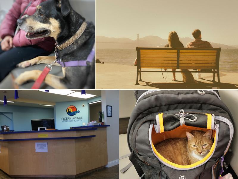 Ocean Avenue Veterinary Hospital