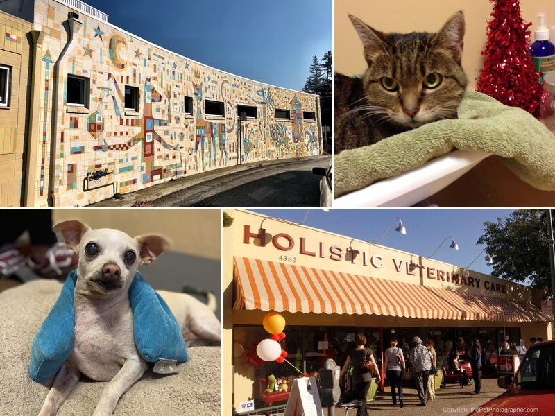 Holistic Veterinary Care