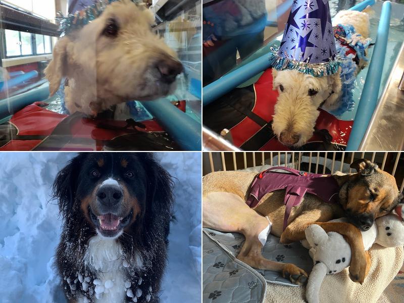 Sams Clinic Veterinary