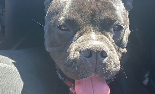 Alta Animal Hospital