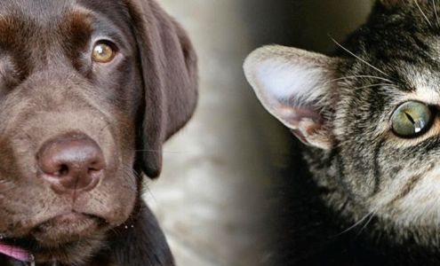 Fresno Veterinary Specialty and Emergency Center