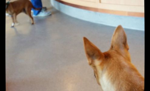 Abby Pet Hospital: Skeen Clarty DVM