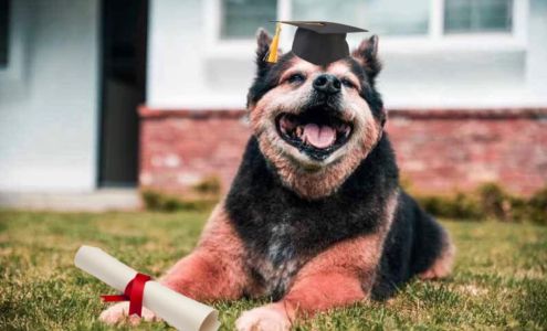 Bullard Marks Vetmed Center Fresno