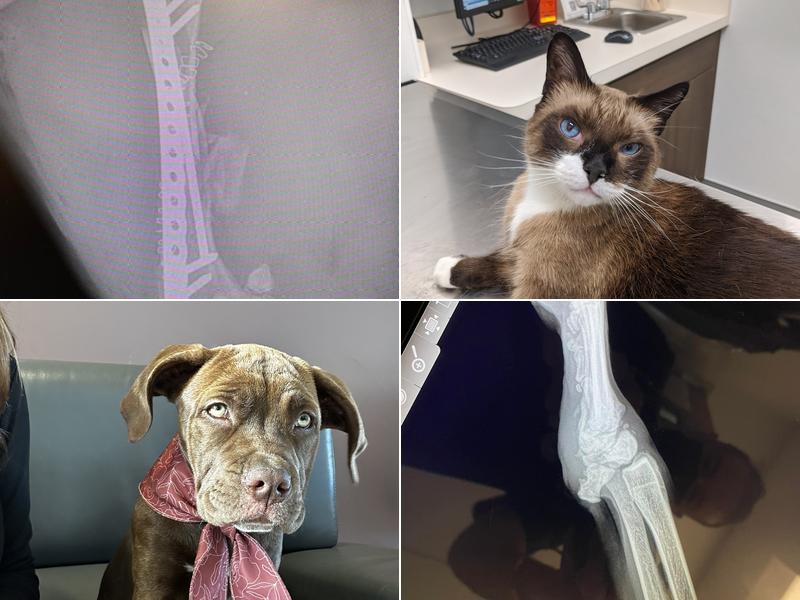 Armstrong Pet Hospital