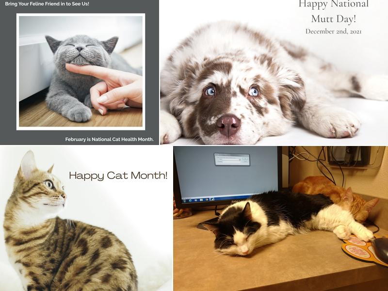 Pet Medical Center & Spa: Johnston Sharon DVM