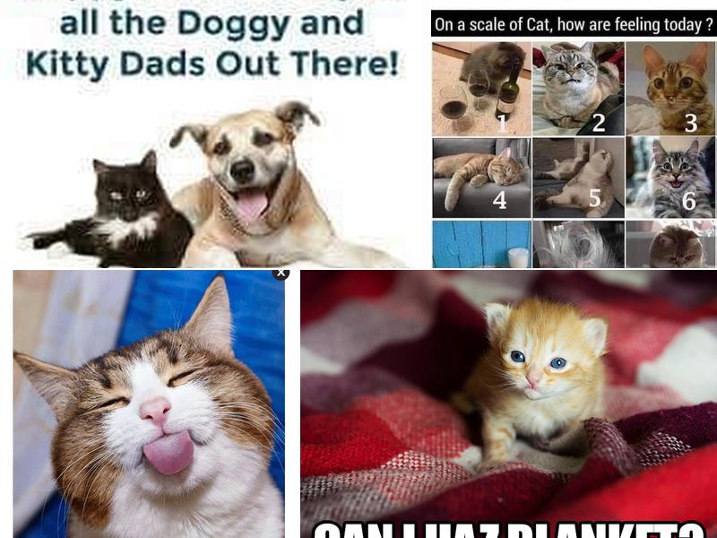 Bonsor Rebecca P DVM