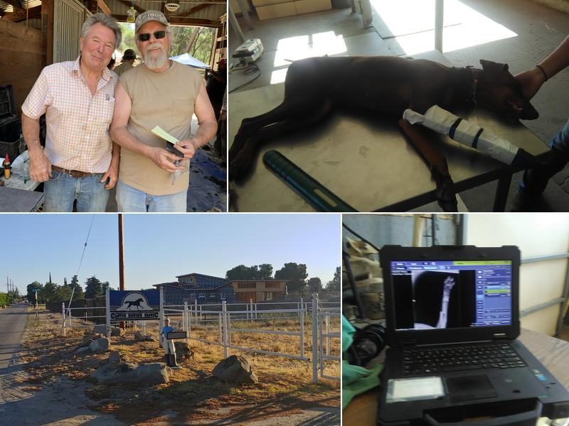 Clovis Equine Clinic