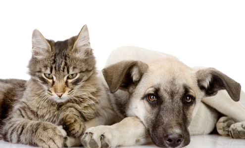 NorthPointe Animal Hospital