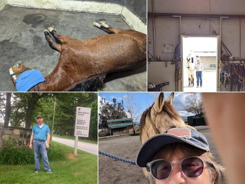 Troy S Ford Veterinary Surgery