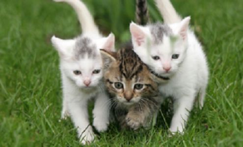 Vintage Park Veterinary Clinic