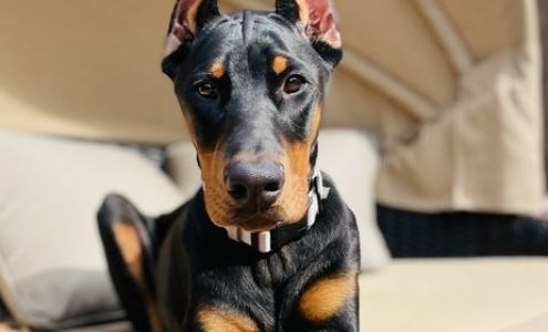 Watt Avenue Pet Hospital