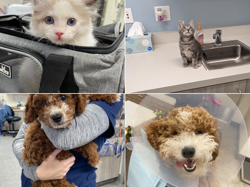 El Camino Veterinary Hospital