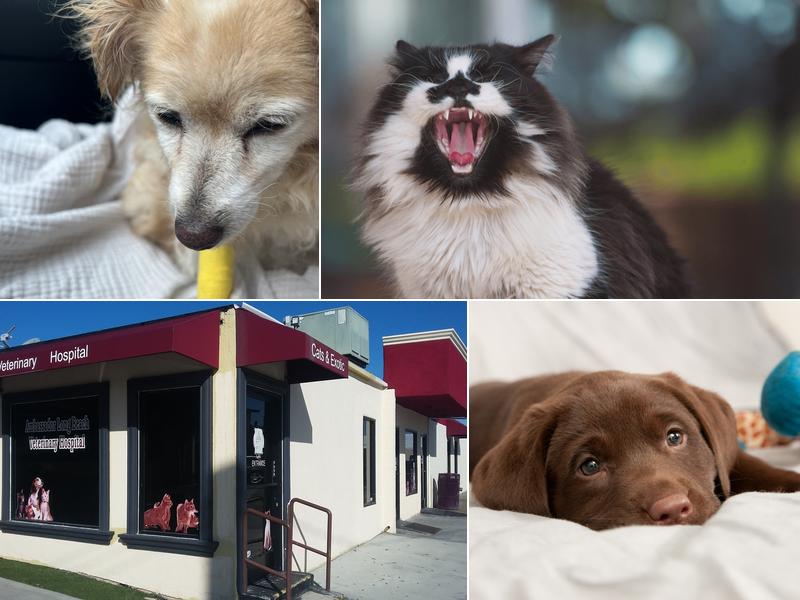 Ambassador Long Beach Veterinary Hospital