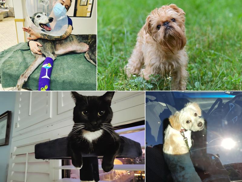 Kevin Caylor - All Pets Veterinary Hospital