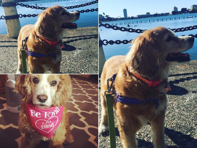 Dr. Eleanor Dunn, DVM