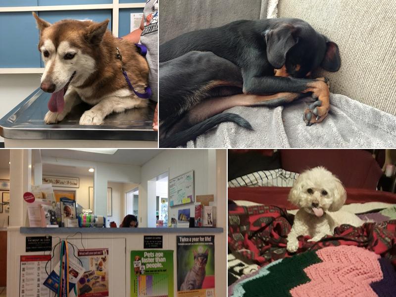 Alta Vista Veterinary Clinic