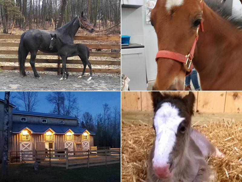 Rivendell Veterinary Care, PC