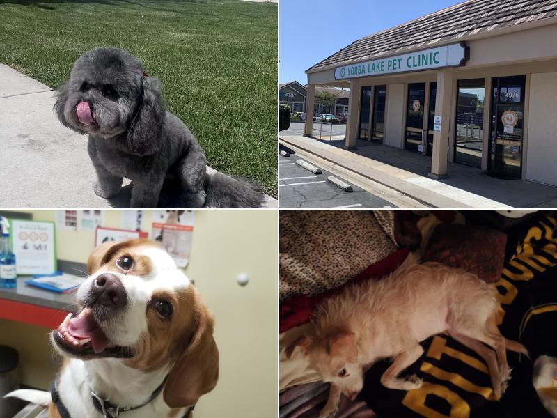 Yorba Lake Pet Clinic