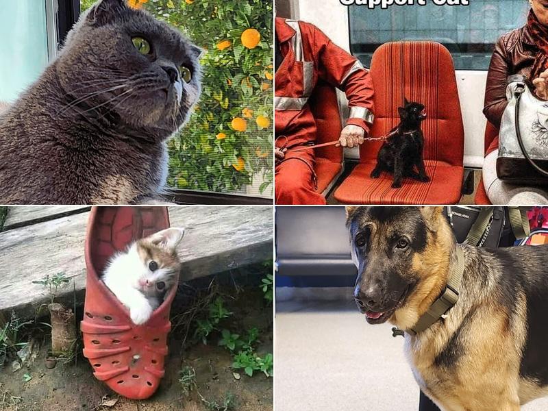 Metropolitan Veterinary Hospital