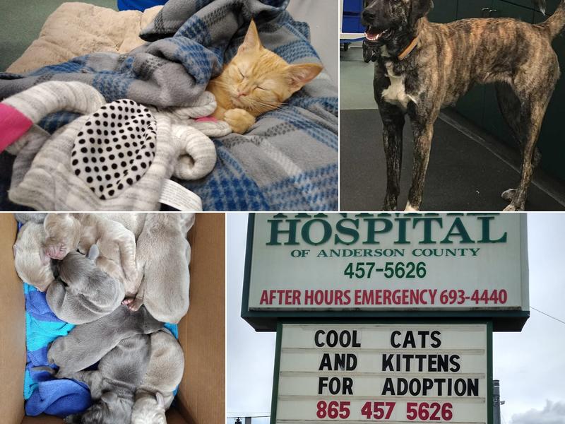 Anderson County Animal Hospital: Wilson Melissa DVM