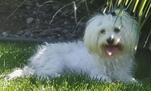 Arlington Animal Hospital Inc. and 24 Hour Emergency Center