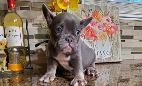 Arlington-Adams Animal Hospital