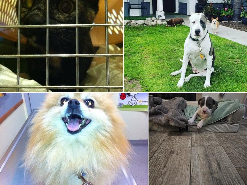 SunnyMead Veterinary Clinic