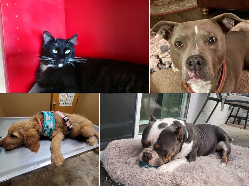 Euclid-Walnut Pet Clinic