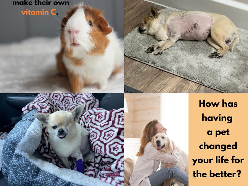 Venetian Pet Hospital