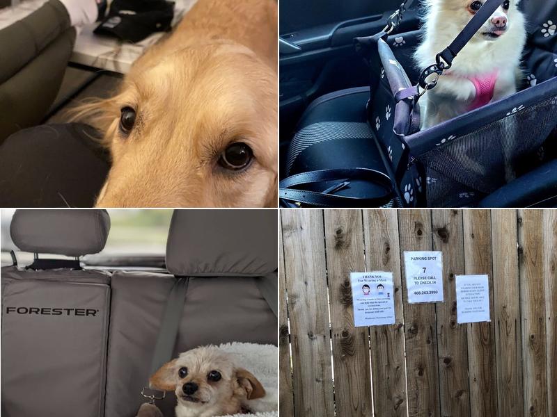 Parktown Veterinary Clinic: Fichtenberg Nate DVM