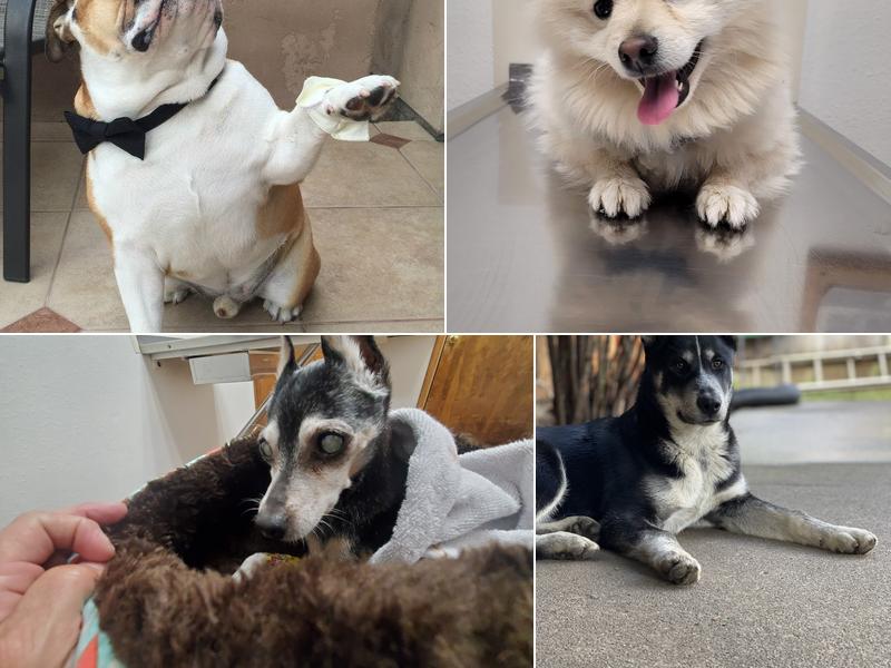 Fremont Pet Hospital