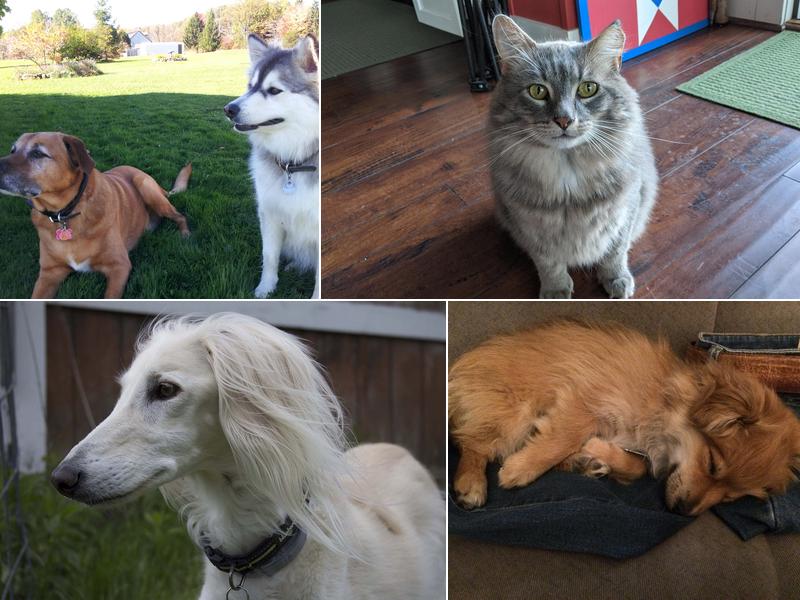 Schoharie Valley Veterinary Clinic Pc