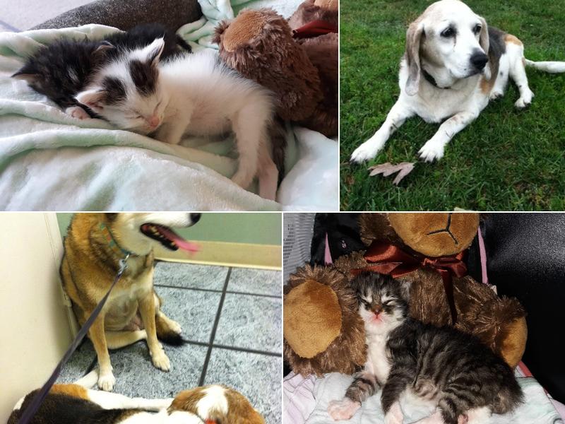 Jeronimo Pet Clinic Mission Viejo CA