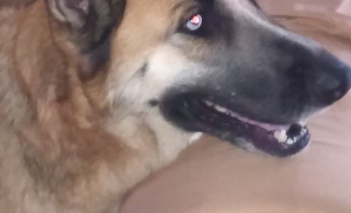 General Dog & Cat Hospital San Bernardino