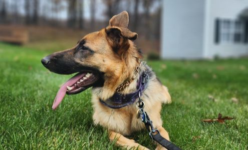 The Animal Rights Alliance Inc. (T.A.R.A.)