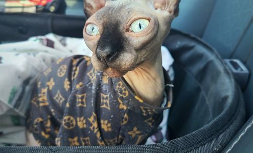 River Oak Veterinary Hospital 2369 Patterson Rd, Riverbank California 95367