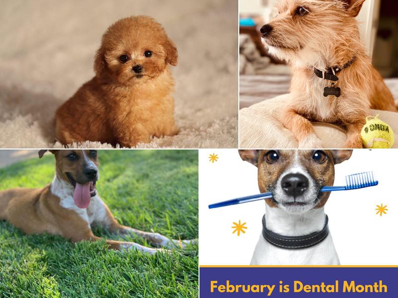 Thomas Jr William DVM