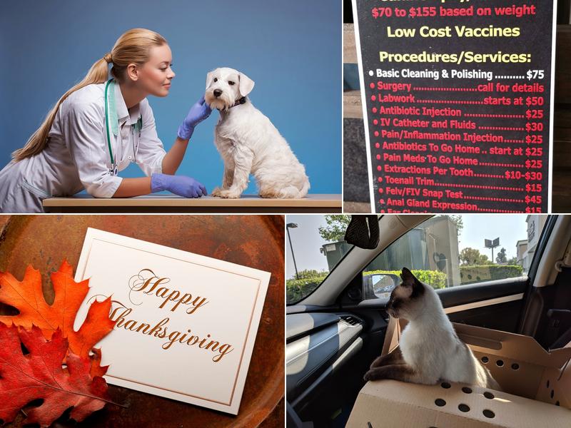 Veterinary Out-Patient Clinic